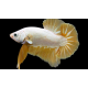 Betta macho plakat dragon