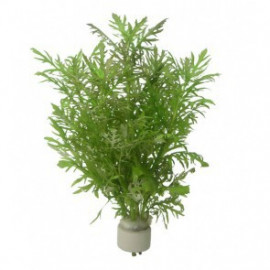 HYGROPHILA DIFFORMIS Aquaflora