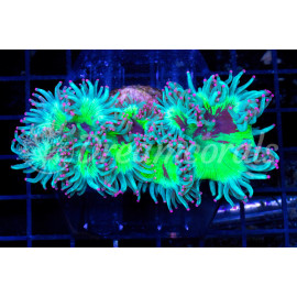 Catalaphyllia jardinei L CITES: 25PTLX00576I