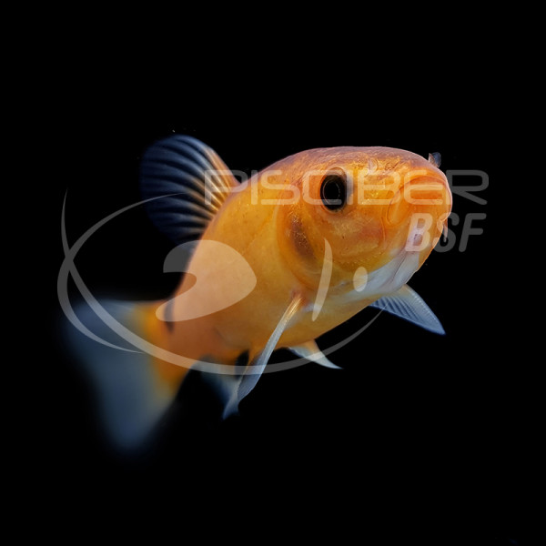 Tenca Tinca Tinca SM