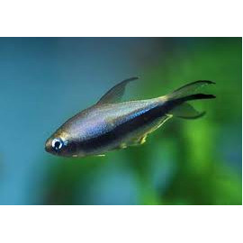 TETRA EMPERADOR NEGRE 2.5-3CM