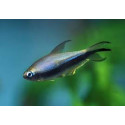 TETRA EMPERADOR NEGRE 2.5-3CM