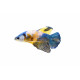 betta plakat blue tiger macho