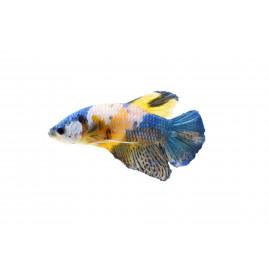 betta plakat blue tiger macho