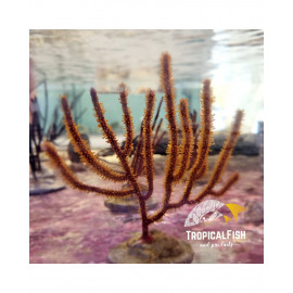 ECHINOGORGIA GORGONIA M