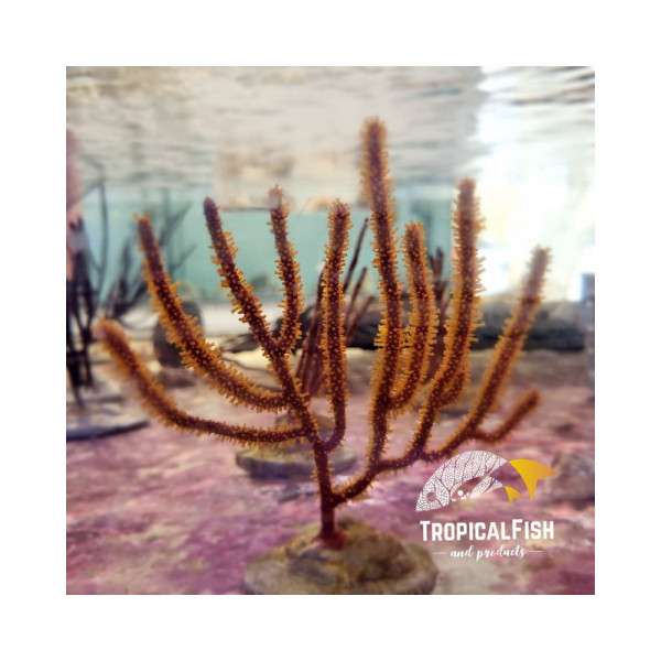 ECHINOGORGIA GORGONIA M