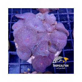 DISCOSOMA HALF BLUE CULTIVO INDO