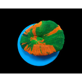 Scolymia Homophyllia australis (Bleeding Apple) frag CITES: 25NL332909/11