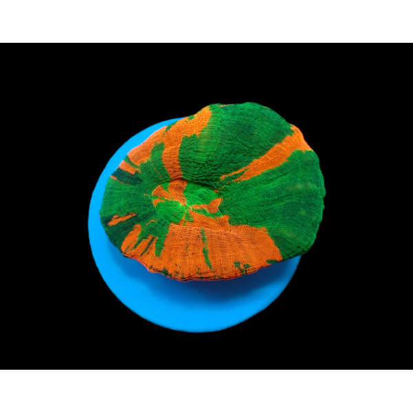 Scolymia Homophyllia australis (Bleeding Apple) frag