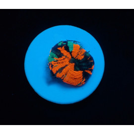 Scolymia Homophyllia australis (War Paint) (frag) CITES: 25NL332909/11