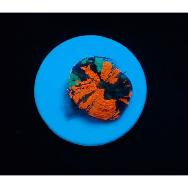 Scolymia Homophyllia australis (War Paint) (frag)