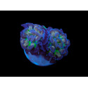 Euphyllia paraancora (Voodoo Child) 