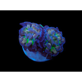 Euphyllia paraancora (Voodoo Child)