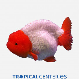 Ranchu red white ML