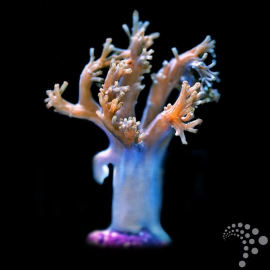 Cespitularia African Blue tree