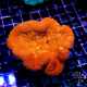 Lobophyllia orange Ultra