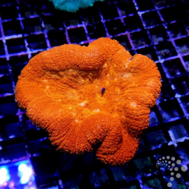 Lobophyllia orange Ultra CITES: 24PTLX01133I