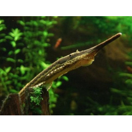 Farlowella acus COLOMBIA L