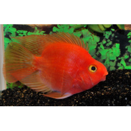 CICLIDO LORO RED BLOOD