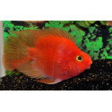 CICLIDO LORO RED BLOOD