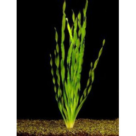 VALLISNERIA GIGANTEA PS