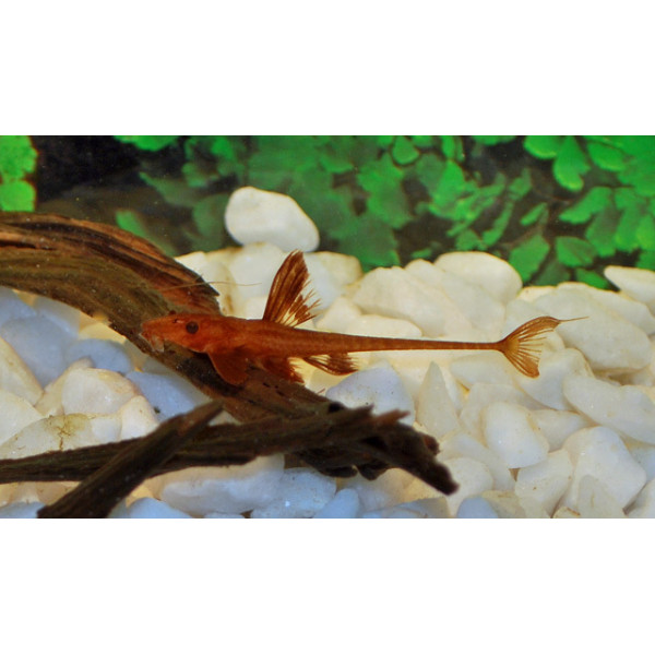 L010 rineloricaria "farlowella"