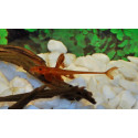 L010 rineloricaria