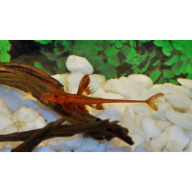 L010 rineloricaria "farlowella"