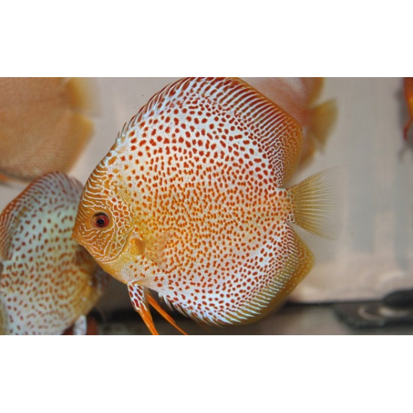 Discus Deluxe Eruption SM ,S. AEQUIFASCIATUS