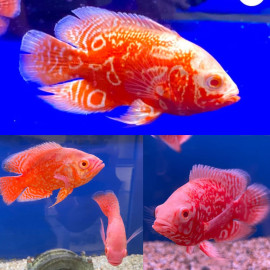Oscar red nemo M