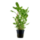 Ammannia crassicaulis Tropica