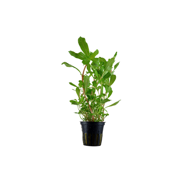 Ammannia crassicaulis Tropica
