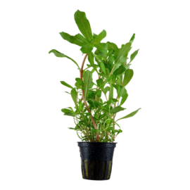Ammannia crassicaulis Tropica