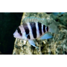 Cyphotilapia frontosa burundi S