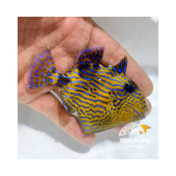 PSEUDOBALISTES FUSCUS M