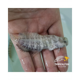 SALARIAS FASCIATUS M