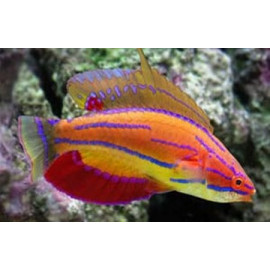 Paracheilinus mccoskeri L