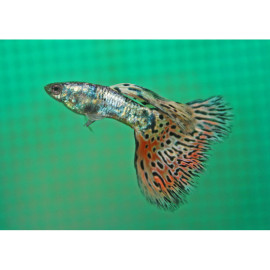 GUPPY MACHO ANN BUTTERFLY