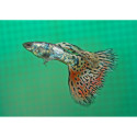 GUPPY MACHO ANN BUTTERFLY