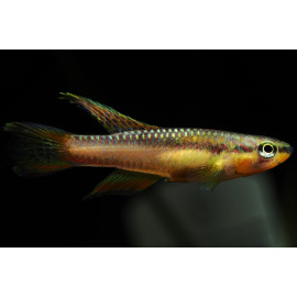 APHYOSEMION VOLCANUM