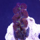 Tridacna Crocea (Grade A) S