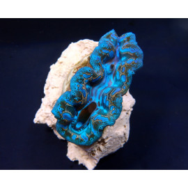 Tridacna Crocea (Grade A) S CITES: 25NL336123/11
