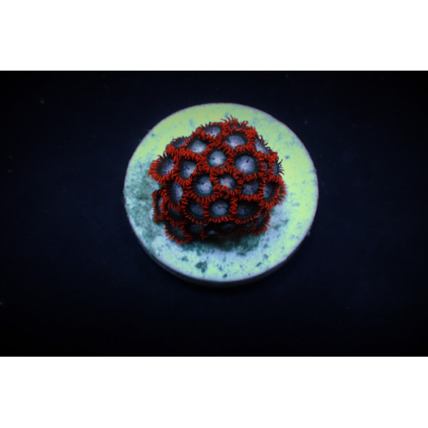 Zoanthus spp. (Fire and Ice)