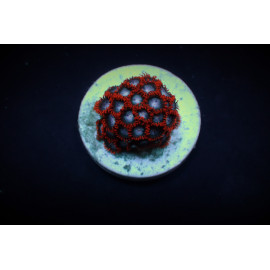 Zoanthus spp. (Fire and Ice)