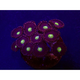 Zoanthus spp. (Grade A) (frag)