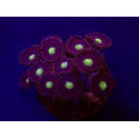 Zoanthus spp. (Grade A) (frag)