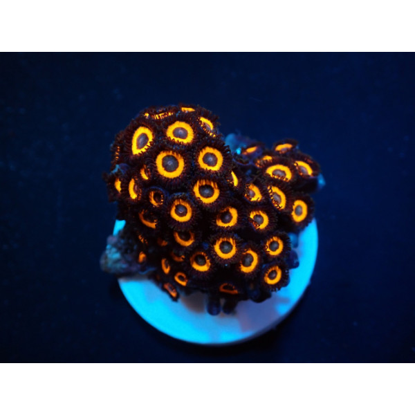 Zoanthus spp. (Johnny Pumpkin) (frag)