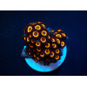Zoanthus spp. (Johnny Pumpkin) (frag)