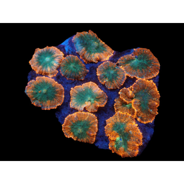 Rhodactis inchoata (Orange) (Premium) 1head