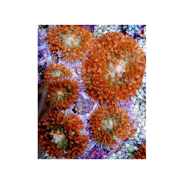 Rhodactis osculifera (Red) 1 head